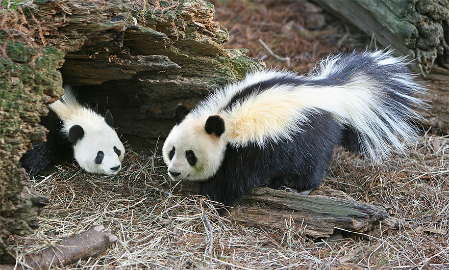 гибриды животных, смешные гибриды животных в фотошопе