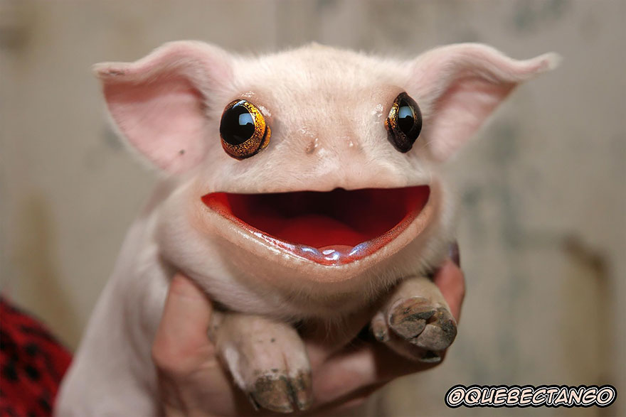 гибриды животных, смешные гибриды животных в фотошопе