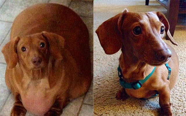 девушки до и после похудения, девушки похудели, похудевшие девушки