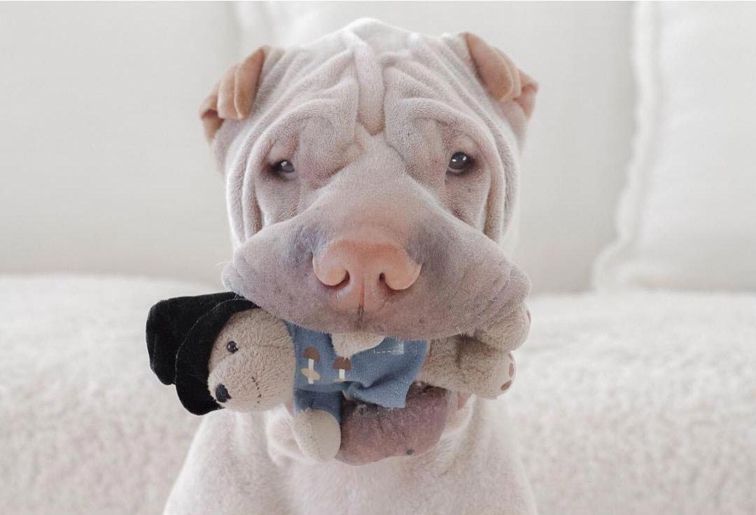 шарпей Паддингтон, paddington dog