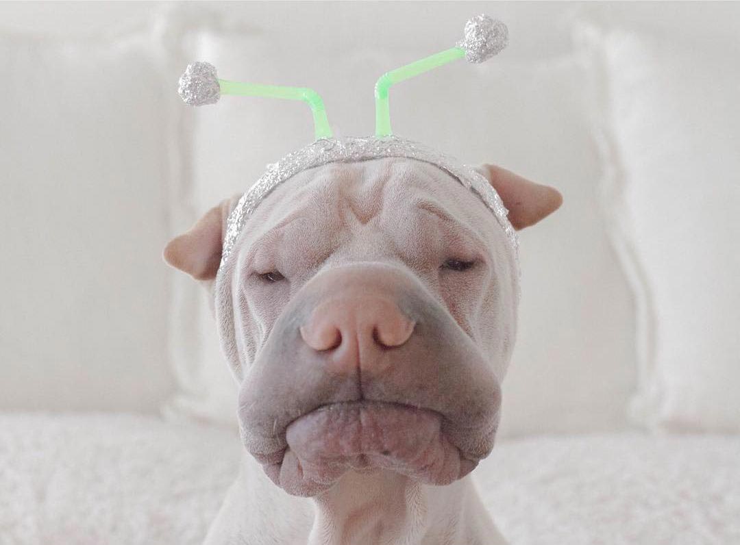 шарпей Паддингтон, paddington dog