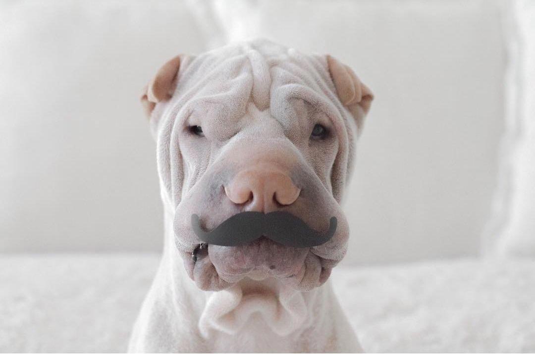 шарпей Паддингтон, paddington dog