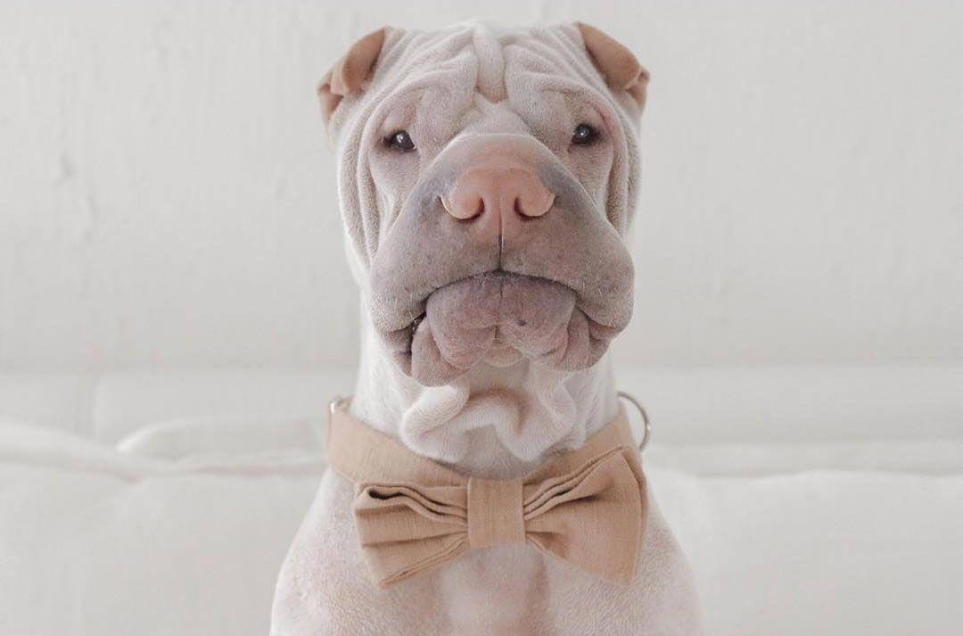 шарпей Паддингтон, paddington dog