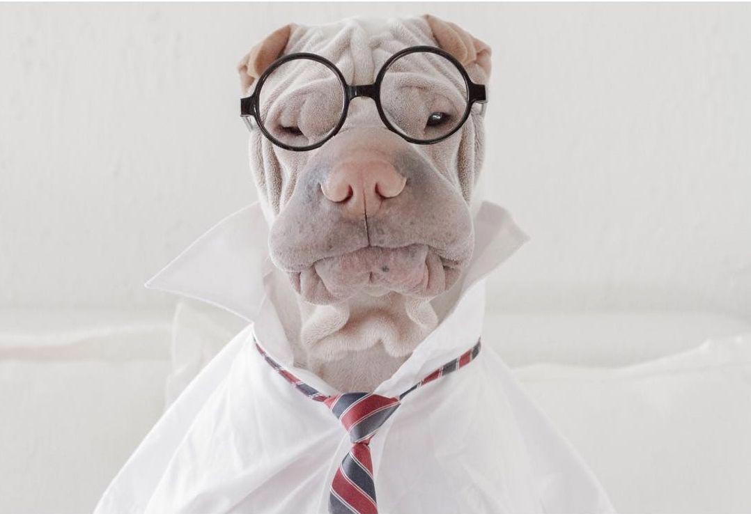 шарпей Паддингтон, paddington dog