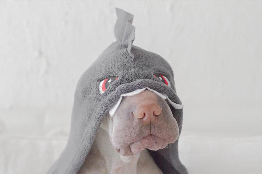 шарпей Паддингтон, paddington dog