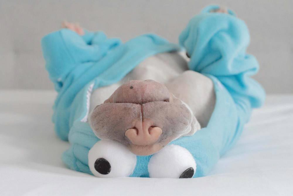 шарпей Паддингтон, paddington dog