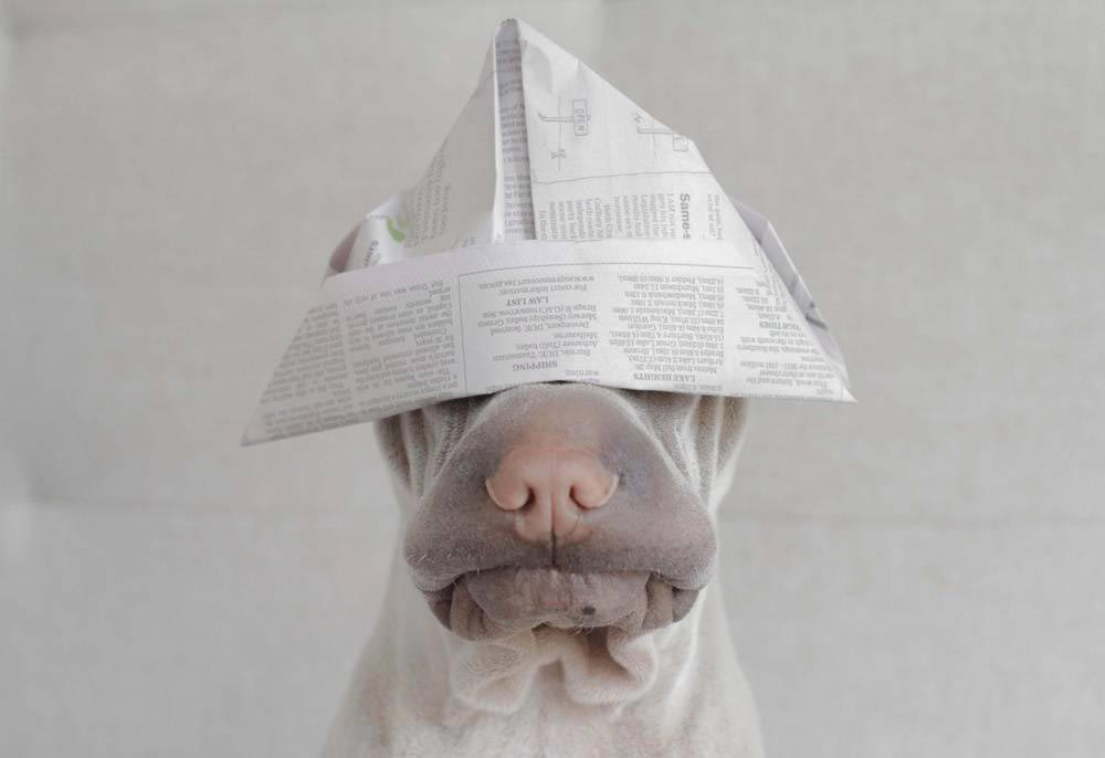 шарпей Паддингтон, paddington dog