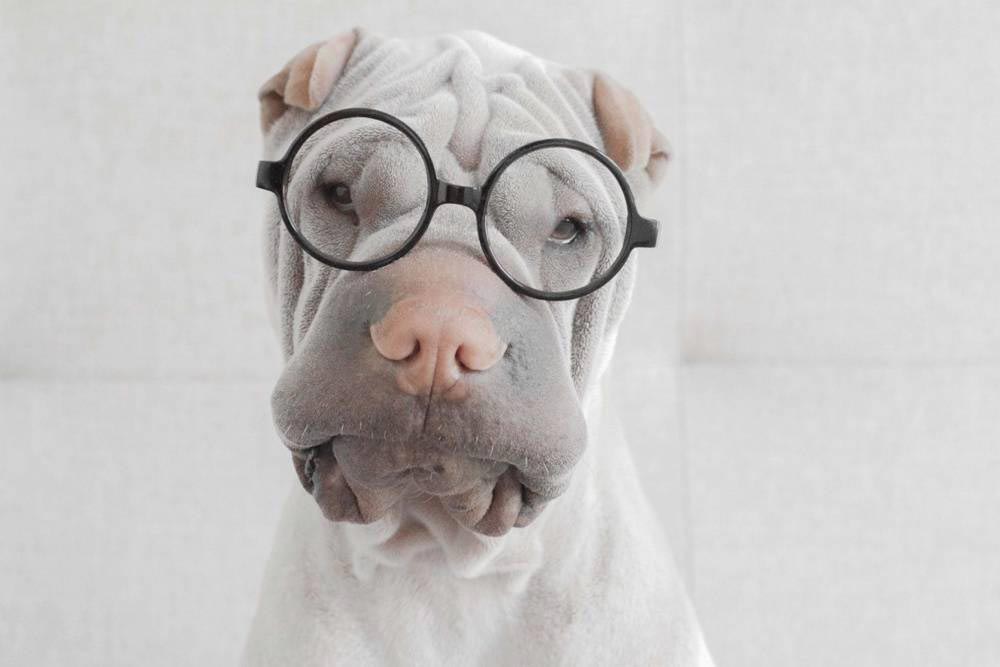 шарпей Паддингтон, paddington dog