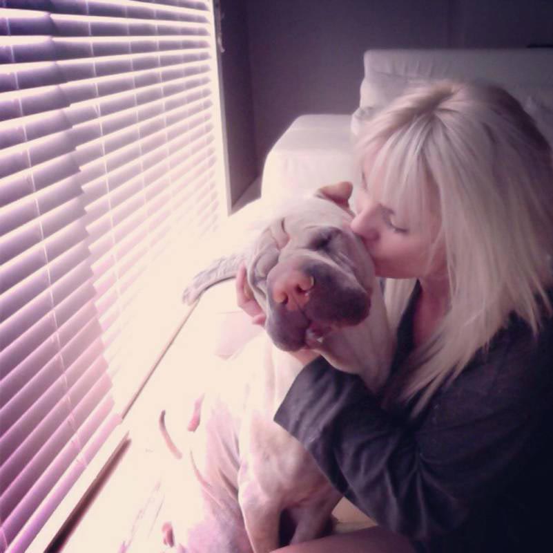 шарпей Паддингтон, paddington dog