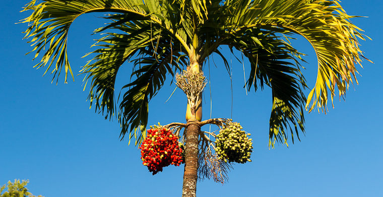 особенности папуасов, национальные особенности папуасов