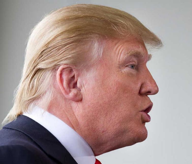 затрампь кота, коты в париках, коты с шевелюрами, коты с прической Дональда Трампа, коты Дональд Трамп