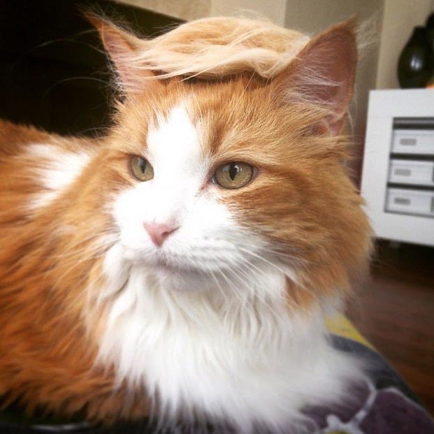 затрампь кота, коты в париках, коты с шевелюрами, коты с прической Дональда Трампа, коты Дональд Трамп