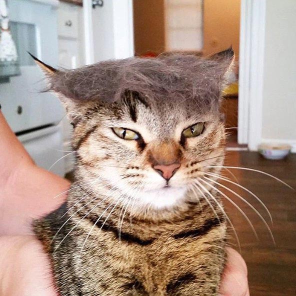 затрампь кота, коты в париках, коты с шевелюрами, коты с прической Дональда Трампа, коты Дональд Трамп