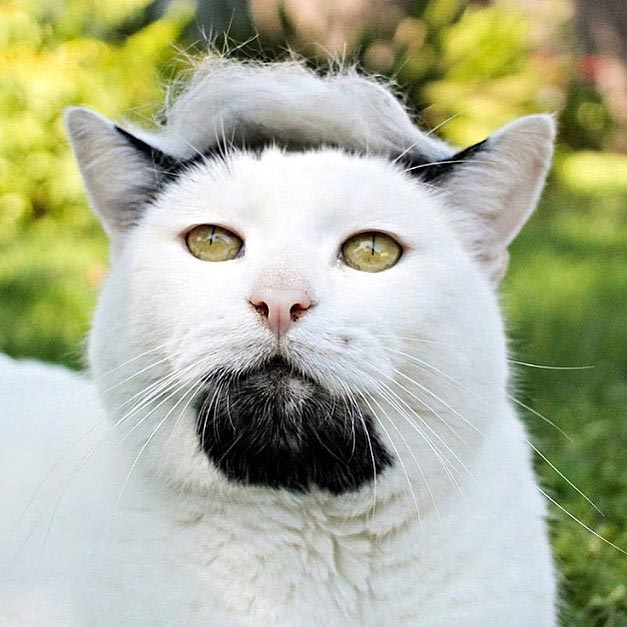 затрампь кота, коты в париках, коты с шевелюрами, коты с прической Дональда Трампа, коты Дональд Трамп