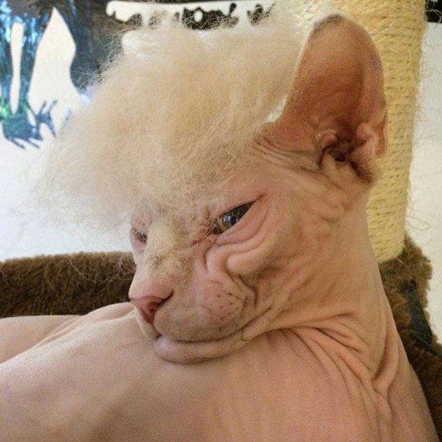 Лысая кошка в парике