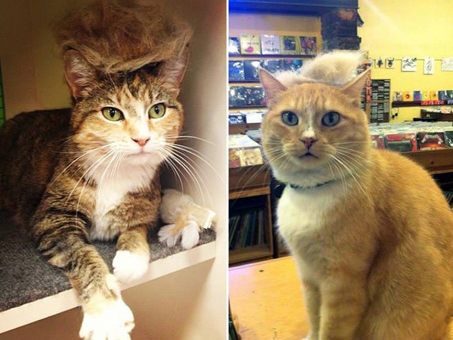 затрампь кота, коты в париках, коты с шевелюрами, коты с прической Дональда Трампа, коты Дональд Трамп