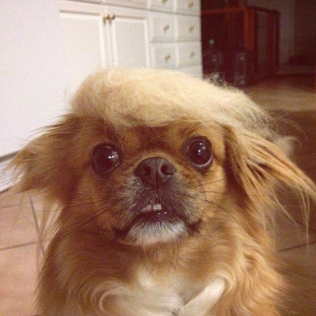 затрампь кота, коты в париках, коты с шевелюрами, коты с прической Дональда Трампа, коты Дональд Трамп