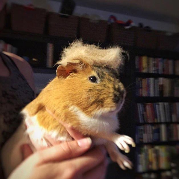 затрампь кота, коты в париках, коты с шевелюрами, коты с прической Дональда Трампа, коты Дональд Трамп