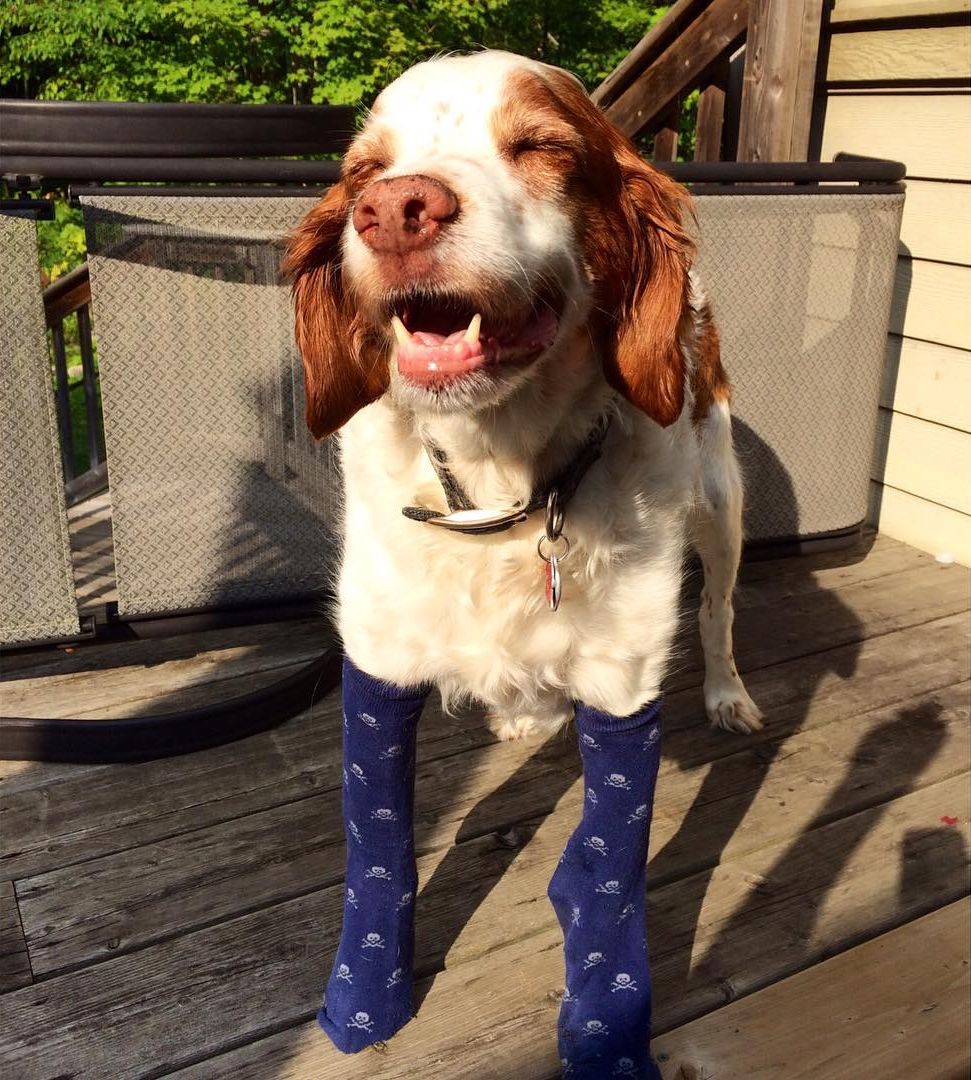 К осени готовы: собаки в носочках – новый милый тренд покоривший интернет собаки в носочках, собаки в носках