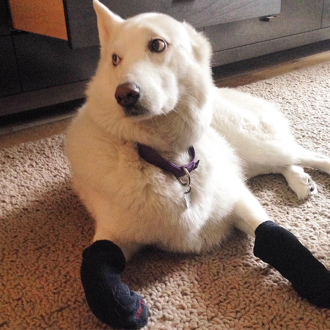 К осени готовы: собаки в носочках – новый милый тренд покоривший интернет собаки в носочках, собаки в носках