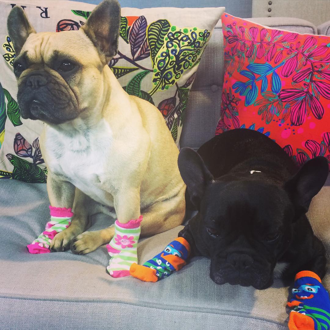 К осени готовы: собаки в носочках – новый милый тренд покоривший интернет собаки в носочках, собаки в носках