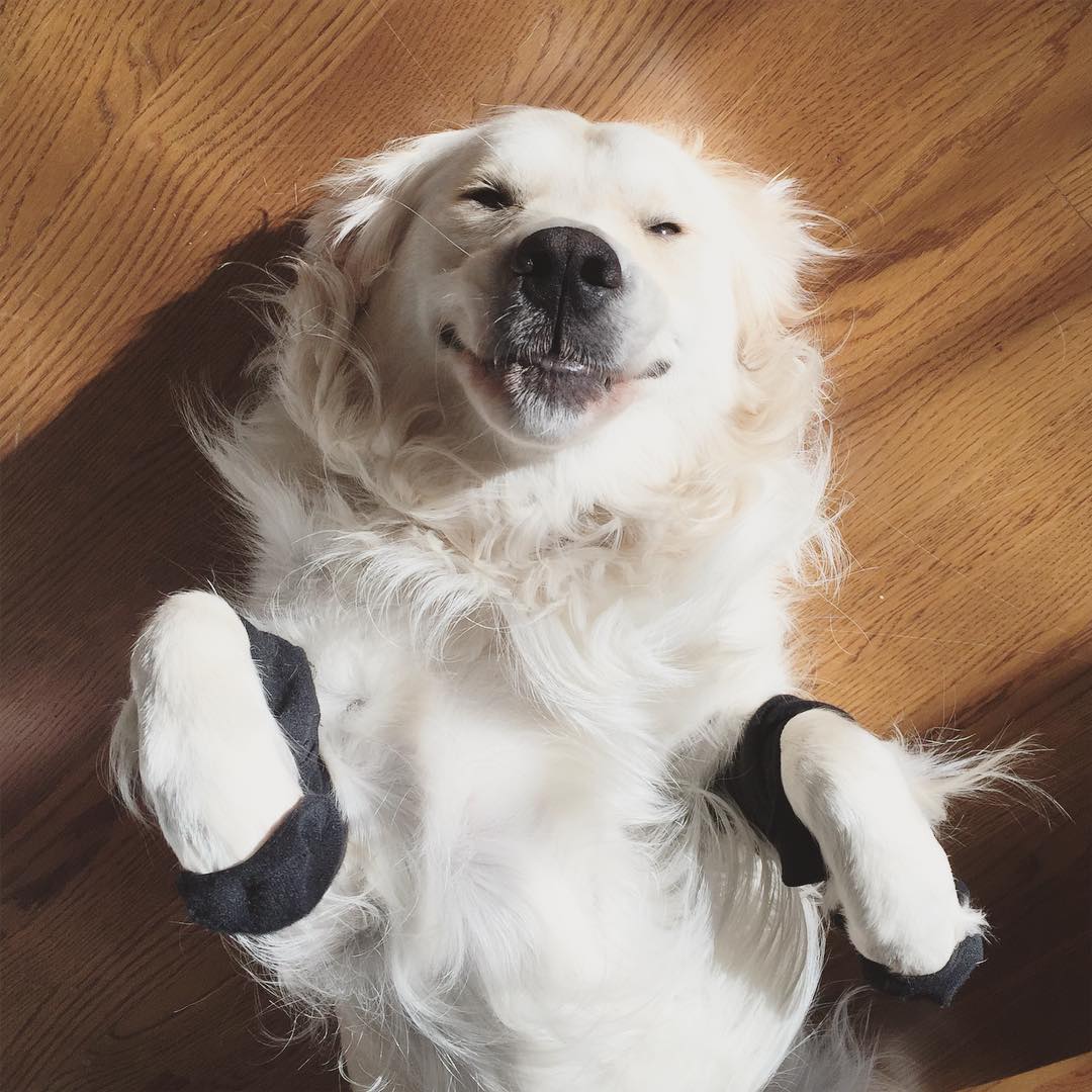 К осени готовы: собаки в носочках – новый милый тренд покоривший интернет собаки в носочках, собаки в носках