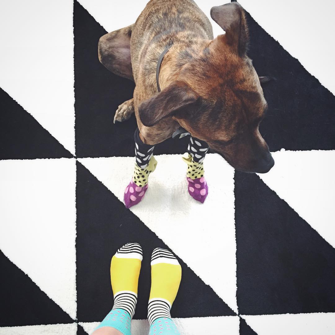 К осени готовы: собаки в носочках – новый милый тренд покоривший интернет собаки в носочках, собаки в носках