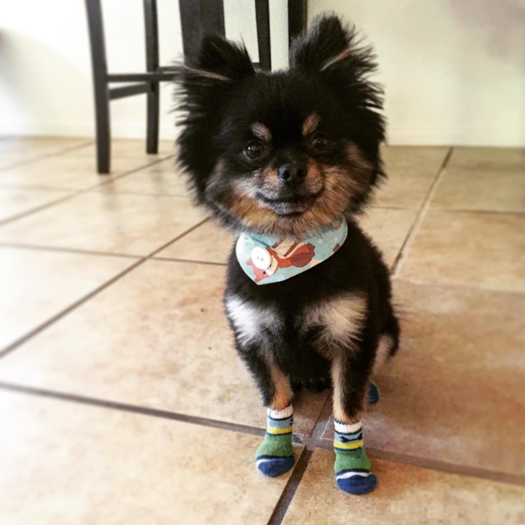 К осени готовы: собаки в носочках – новый милый тренд покоривший интернет собаки в носочках, собаки в носках