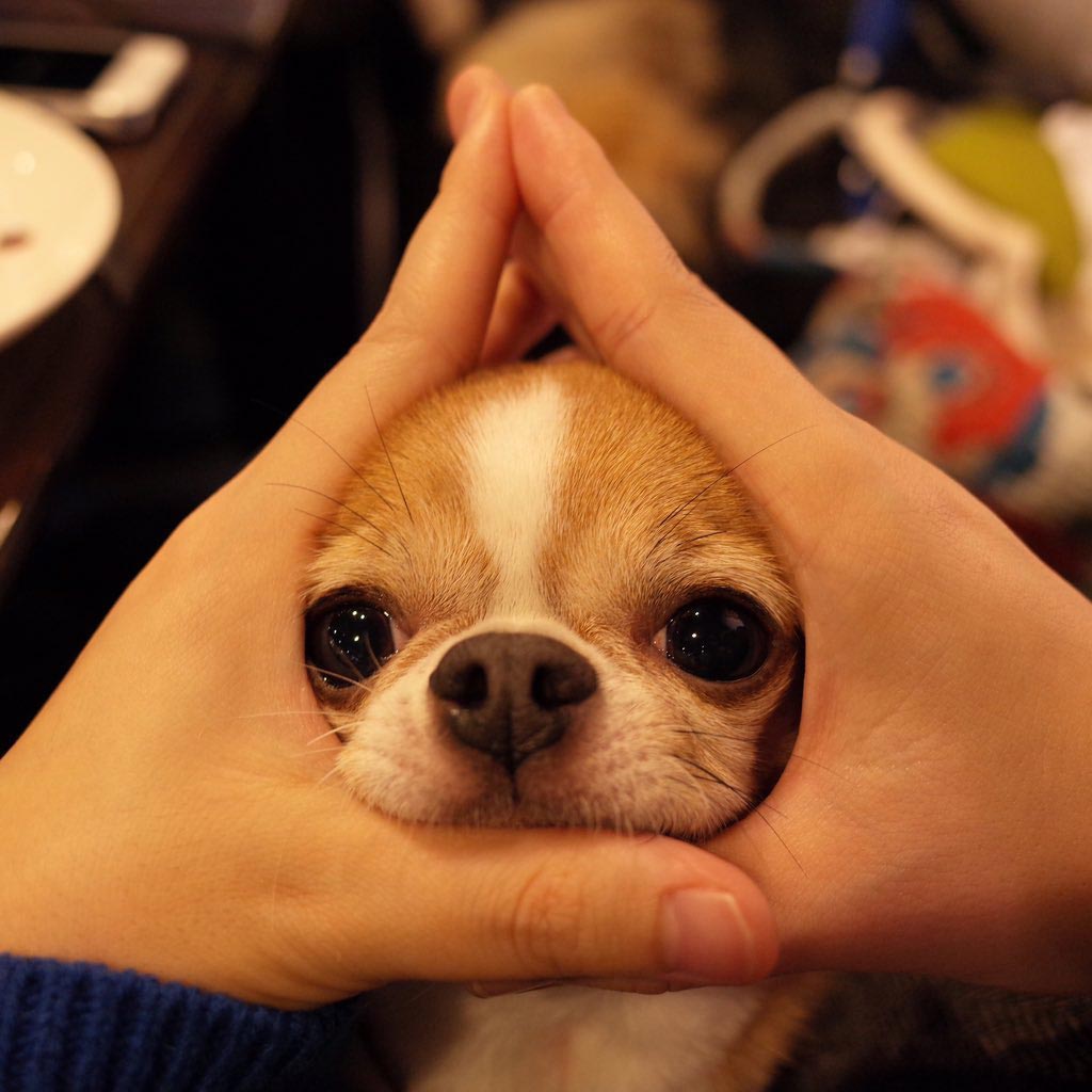 лицо мячиком, лица младенцев рисовые шарики, лица младенцев шарики из риса, RiceBallBabies