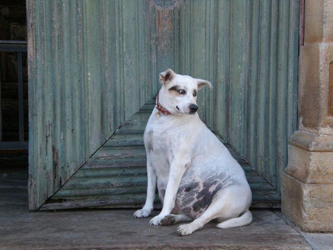 животные неваляшки, беременные животные неваляшки, беременные животные