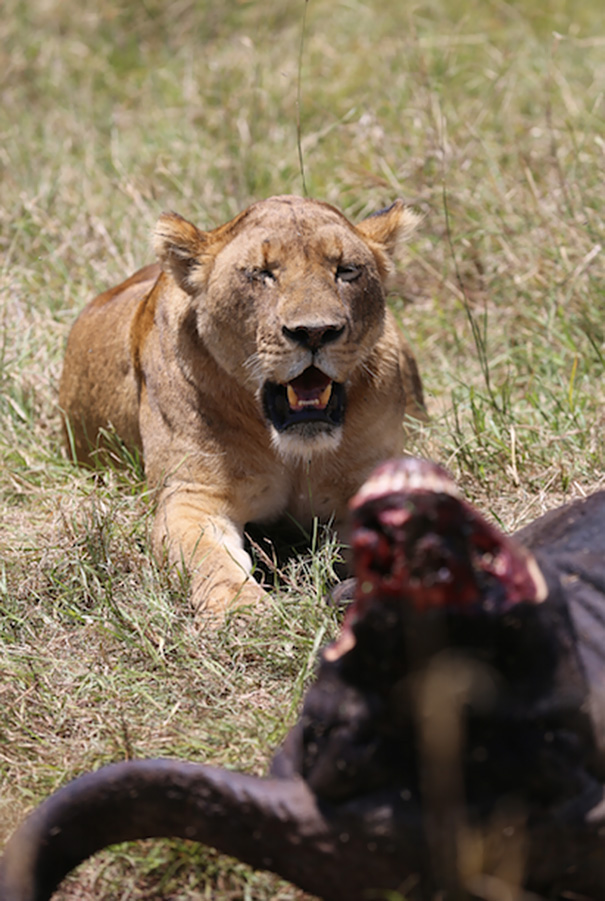 Kinessa Johnson, Кинесса Джонсон, охотник за браконьерами, VETPAW, 