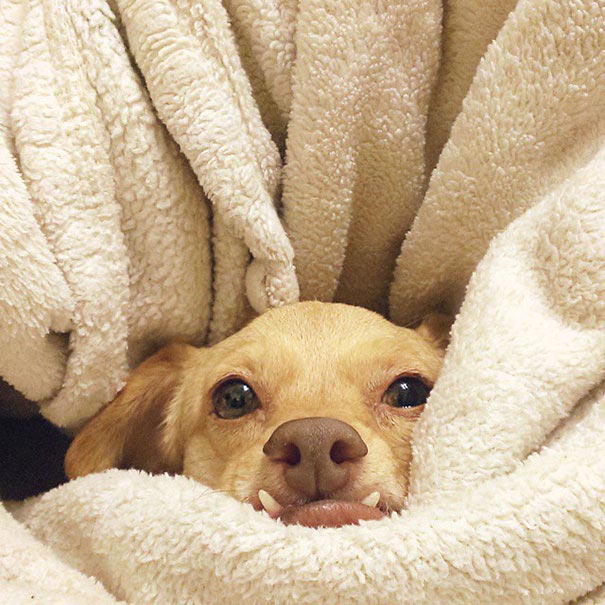 dog Daisy, Собака-инвалид по кличке Дейзи,собаку-инвалида спасли от эвтаназии