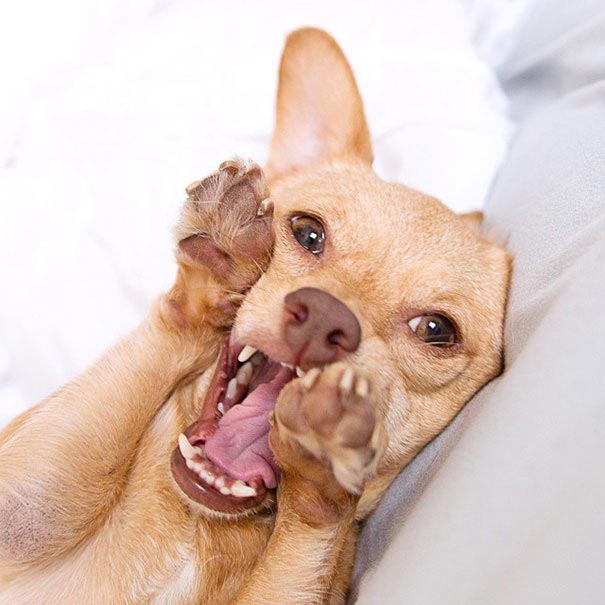 dog Daisy, Собака-инвалид по кличке Дейзи,собаку-инвалида спасли от эвтаназии