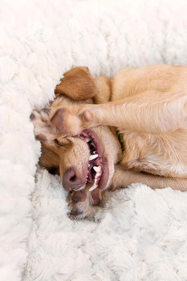 dog Daisy, Собака-инвалид по кличке Дейзи,собаку-инвалида спасли от эвтаназии