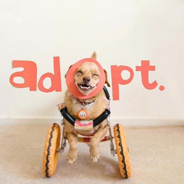 dog Daisy, Собака-инвалид по кличке Дейзи,собаку-инвалида спасли от эвтаназии