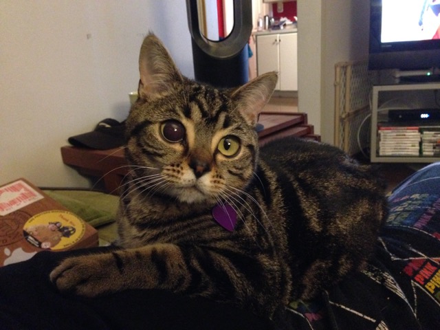 Матильда инопланетная кошка, кошка инопланетянин, кошка с глазами пришельца,alien cat matilda 