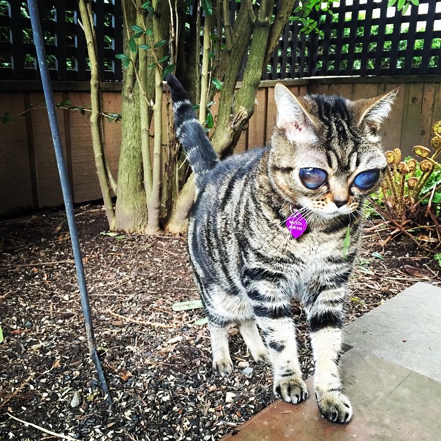 Матильда инопланетная кошка, кошка инопланетянин, кошка с глазами пришельца,alien cat matilda 