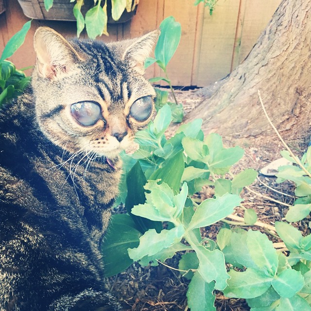 Матильда инопланетная кошка, кошка инопланетянин, кошка с глазами пришельца,alien cat matilda 