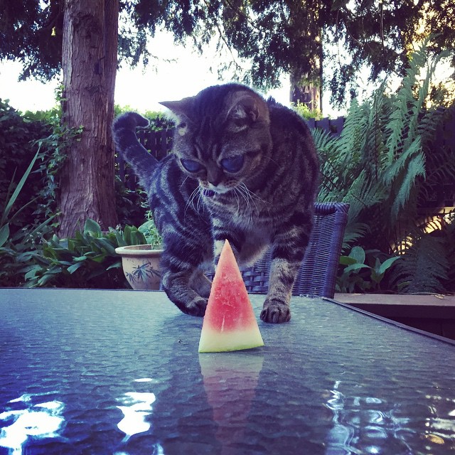 Матильда инопланетная кошка, кошка инопланетянин, кошка с глазами пришельца,alien cat matilda 