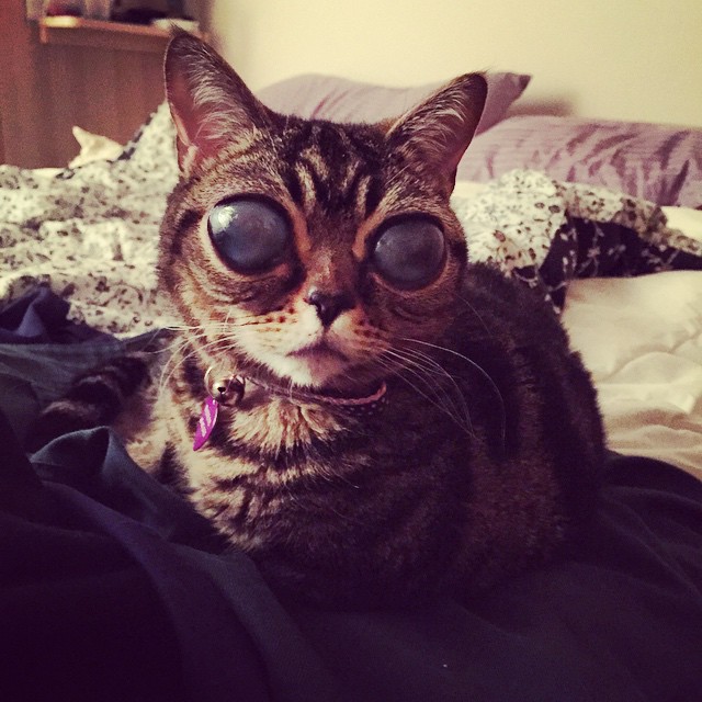 Фото кот с большими глазами