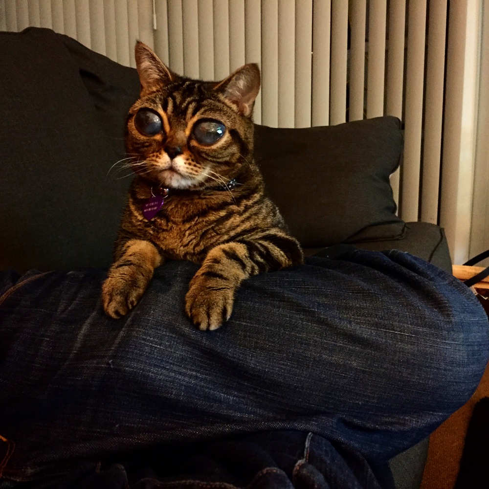 Матильда инопланетная кошка, кошка инопланетянин, кошка с глазами пришельца,alien cat matilda 