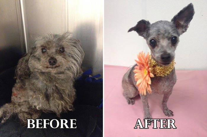 собаки до и после спасения, собаки до и после ухода, собаки до и после стрижки