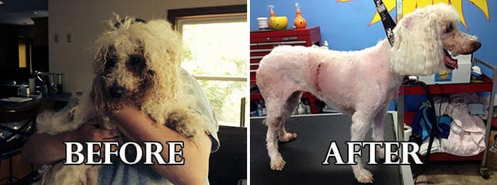 собаки до и после спасения, собаки до и после ухода, собаки до и после стрижки