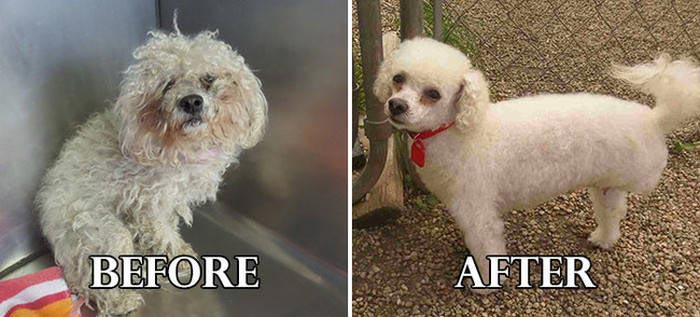 собаки до и после спасения, собаки до и после ухода, собаки до и после стрижки