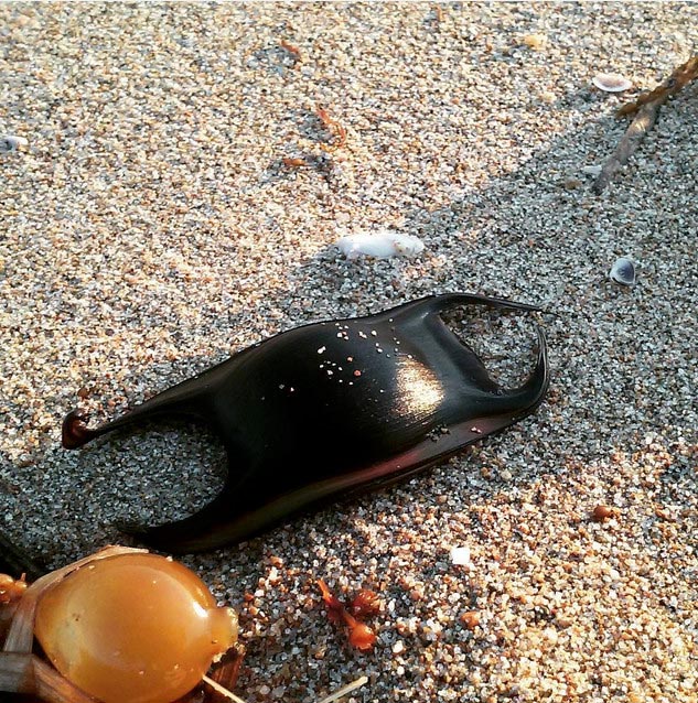 кошелёк русалки, что такое кошелек русалки