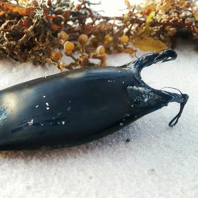 кошелёк русалки, что такое кошелек русалки