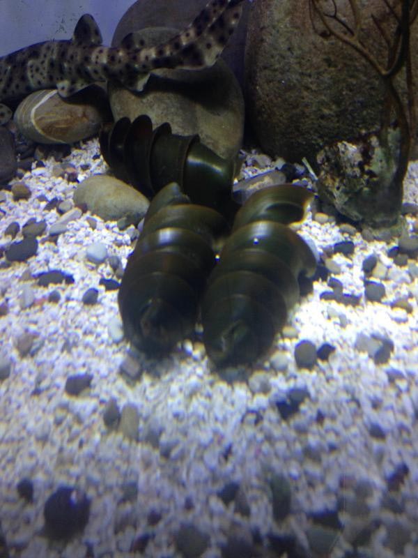 кошелёк русалки, что такое кошелек русалки