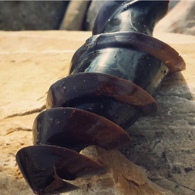 кошелёк русалки, что такое кошелек русалки