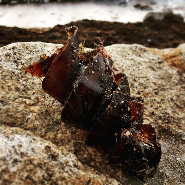 кошелёк русалки, что такое кошелек русалки