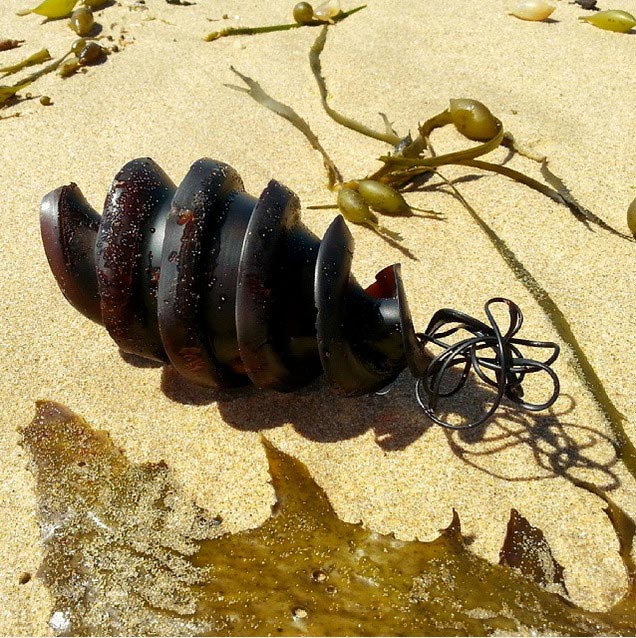 кошелёк русалки, что такое кошелек русалки